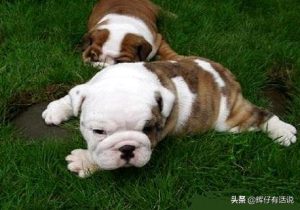 狗狗得了冠状的症状(冠状症状)-警犬训练器材厂家 _警犬训练用品_工作犬训练用品-南京开久警犬装备