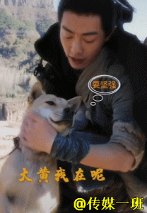 诛仙里的大黄狗是什么品种(诛仙大黄的结局是什么)-警犬训练器材厂家 _警犬训练用品_工作犬训练用品-南京开久警犬装备