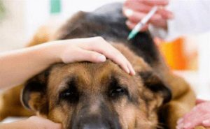 给狗狗打 *** 要多少钱(中国打 *** 多少钱)-警犬训练器材厂家 _警犬训练用品_工作犬训练用品-南京开久警犬装备