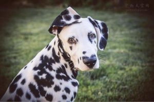 为什么狗又叫犬(狗为什么代替了犬)-警犬训练器材厂家 _警犬训练用品_工作犬训练用品-南京开久警犬装备