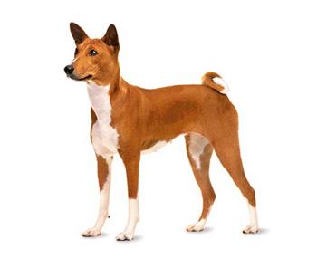 购买贝生吉犬的注意事项(普贝生注意事项) - 警犬训练器材厂家 _警犬训练用品_工作犬训练用品-南京开久警犬装备-警犬训练器材厂家 _警犬训练用品_工作犬训练用品-南京开久警犬装备