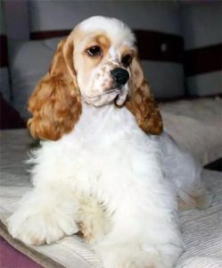 美国可卡犬价格(美国可卡犬颜色)-警犬训练器材厂家 _警犬训练用品_工作犬训练用品-南京开久警犬装备