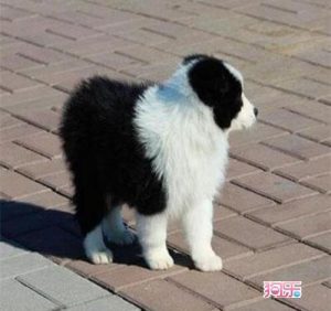 中山三乡狗场(中山哪里有狗场)-警犬训练器材厂家 _警犬训练用品_工作犬训练用品-南京开久警犬装备