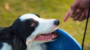 波利犬介绍(波利犬多少钱一只)-警犬训练器材厂家 _警犬训练用品_工作犬训练用品-南京开久警犬装备