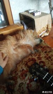 德国牧羊犬论坛(纯种德国牧羊犬)-警犬训练器材厂家 _警犬训练用品_工作犬训练用品-南京开久警犬装备