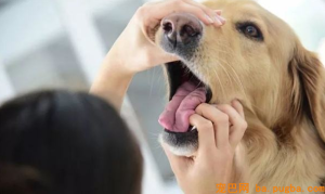 狗生病了怎么医治(宠物狗生病了怎么办)-警犬训练器材厂家 _警犬训练用品_工作犬训练用品-南京开久警犬装备