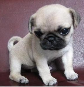 巴哥狗现在多少钱(巴哥狗市场价大概多少)-警犬训练器材厂家 _警犬训练用品_工作犬训练用品-南京开久警犬装备