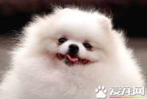 博美犬的性格特点狗狗品种，博美犬性格特点,博美犬性格好吗?-警犬训练器材厂家 _警犬训练用品_工作犬训练用品-南京开久警犬装备