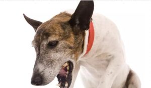 狗狗的了传染性支气管炎(狗狗支气管炎吃什么药)-警犬训练器材厂家 _警犬训练用品_工作犬训练用品-南京开久警犬装备