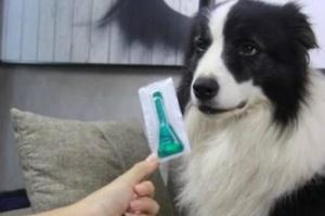 狗吃什么药会立马就死(狗吃什么药会立马就死人吃了不会影响人)-警犬训练器材厂家 _警犬训练用品_工作犬训练用品-南京开久警犬装备