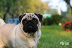 巴哥犬价格(巴哥犬适合家养吗)-警犬训练器材厂家 _警犬训练用品_工作犬训练用品-南京开久警犬装备