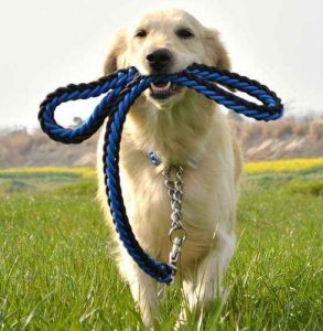 训练狗狗的技巧六个技巧教你轻松训狗-警犬训练器材厂家 _警犬训练用品_工作犬训练用品-南京开久警犬装备