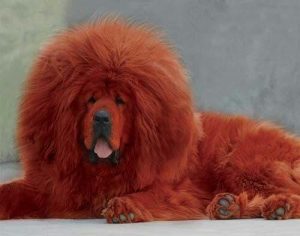 10大军犬排名(军犬品种排名 *** )-警犬训练器材厂家 _警犬训练用品_工作犬训练用品-南京开久警犬装备