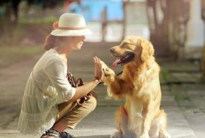 巴顿将军的狗是什么品种(巴顿将军是什么样的人)-警犬训练器材厂家 _警犬训练用品_工作犬训练用品-南京开久警犬装备