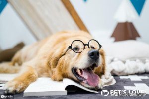 狗狗的名字什么好听(狗狗啥名字好听)萌宠-警犬训练器材厂家 _警犬训练用品_工作犬训练用品-南京开久警犬装备