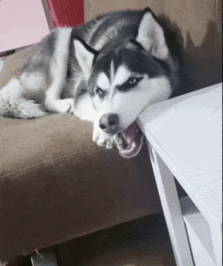 阿富汗犬价格，为什么阿富汗犬被中国禁养-警犬训练器材厂家 _警犬训练用品_工作犬训练用品-南京开久警犬装备