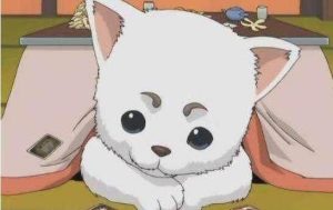 家有 *** 是什么品种？家有 *** 的狗狗是什么品种-警犬训练器材厂家 _警犬训练用品_工作犬训练用品-南京开久警犬装备