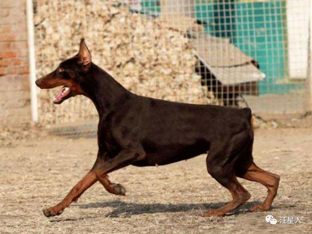 没尾巴的狗品种和名字(短尾巴的狗叫什么品种名字)-警犬训练器材厂家