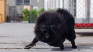 鬣狗vs藏獒(鬣狗VS藏獒)-警犬训练器材厂家 _警犬训练用品_工作犬训练用品-南京开久警犬装备