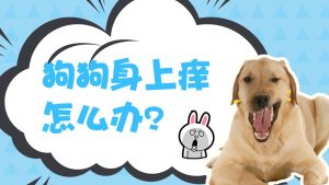 狗狗瘙痒抖身体(狗狗穿上衣服一直抖身体)-警犬训练器材厂家 _警犬训练用品_工作犬训练用品-南京开久警犬装备