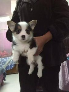 4000买的柯基犬(柯基犬怎么买)-警犬训练器材厂家 _警犬训练用品_工作犬训练用品-南京开久警犬装备