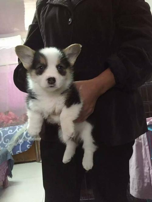 4000买的柯基犬(柯基犬怎么买) - 警犬训练器材厂家 _警犬训练用品_工作犬训练用品-南京开久警犬装备-警犬训练器材厂家 _警犬训练用品_工作犬训练用品-南京开久警犬装备