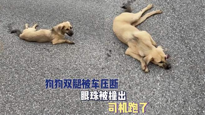 狗狗被车压了后腿不能走路_狗狗被车压了后腿不能走路是骨折了吗 - 警犬训练器材厂家 _警犬训练用品_工作犬训练用品-南京开久警犬装备-警犬训练器材厂家 _警犬训练用品_工作犬训练用品-南京开久警犬装备