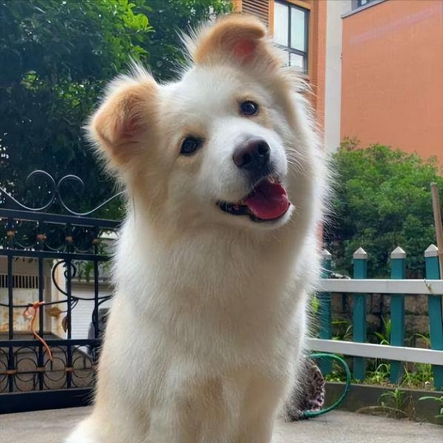 网红狗哈尼是什么狗？网红狗哈尼是什么品种 - 警犬训练器材厂家 _警犬训练用品_工作犬训练用品-南京开久警犬装备-警犬训练器材厂家 _警犬训练用品_工作犬训练用品-南京开久警犬装备