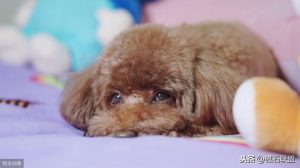 狗狗舔了蟑螂药急救  狗狗不小心舔了下蟑螂药-警犬训练器材厂家 _警犬训练用品_工作犬训练用品-南京开久警犬装备