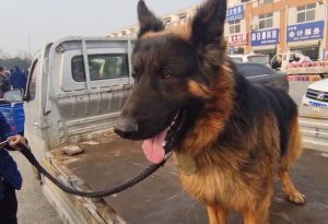 德国牧羊犬血统价格(德国牧羊犬三大血统)-警犬训练器材厂家 _警犬训练用品_工作犬训练用品-南京开久警犬装备