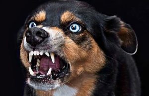 宠物狗咳嗽鼻子干怎么办萌宠(宠物狗一直咳嗽怎么办)-警犬训练器材厂家 _警犬训练用品_工作犬训练用品-南京开久警犬装备