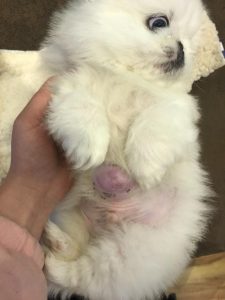 狗狗肚子上的突起(狗狗肚子旁边有一根筋突起的)-警犬训练器材厂家 _警犬训练用品_工作犬训练用品-南京开久警犬装备