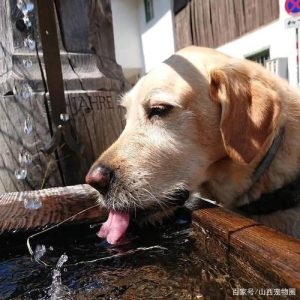 狗狗喝水要控制吗(狗狗经常喝水需要控制吗)-警犬训练器材厂家 _警犬训练用品_工作犬训练用品-南京开久警犬装备