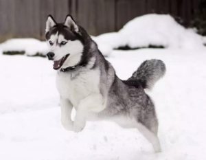 宠物狗品种列表，小宠物狗品种 *** 大全-警犬训练器材厂家 _警犬训练用品_工作犬训练用品-南京开久警犬装备
