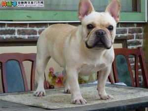 法国斗牛犬品种价格(法国斗牛犬品种分几类)-警犬训练器材厂家 _警犬训练用品_工作犬训练用品-南京开久警犬装备