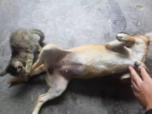 狗狗肚子大左面还硬:狗狗的肚子非常大-警犬训练器材厂家 _警犬训练用品_工作犬训练用品-南京开久警犬装备