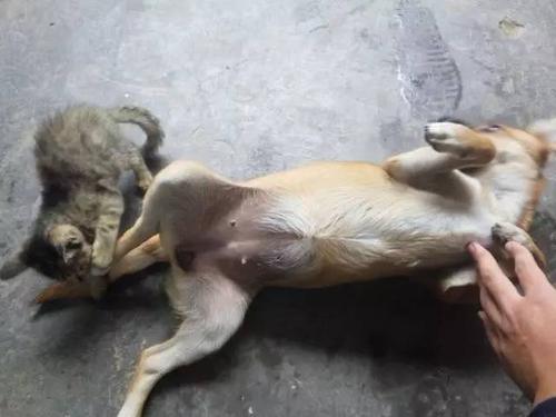 狗狗肚子大左面还硬:狗狗的肚子非常大 - 警犬训练器材厂家 _警犬训练用品_工作犬训练用品-南京开久警犬装备-警犬训练器材厂家 _警犬训练用品_工作犬训练用品-南京开久警犬装备