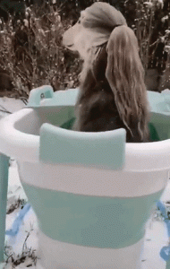 阿富汗猎犬价格为多少  阿富汗猎犬美容多少钱-警犬训练器材厂家 _警犬训练用品_工作犬训练用品-南京开久警犬装备