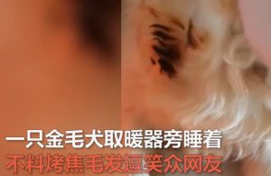 狗狗取暖毛被烤焦(狗狗靠着电暖气取暖毛被烤焦)-警犬训练器材厂家 _警犬训练用品_工作犬训练用品-南京开久警犬装备
