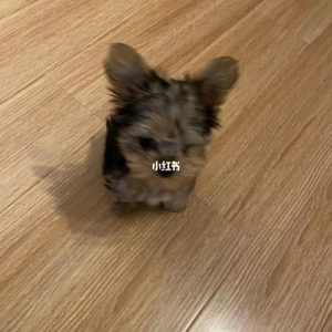 狗上火怎么办?狗上火吃什么?(爱上火经常上火怎么办)-警犬训练器材厂家 _警犬训练用品_工作犬训练用品-南京开久警犬装备