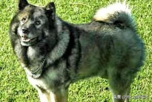 中国松狮犬萌宠 中国本土松狮犬-警犬训练器材厂家 _警犬训练用品_工作犬训练用品-南京开久警犬装备