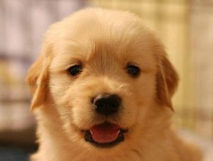 怎样养金毛幼犬(金毛幼犬怎么养新手)-警犬训练器材厂家 _警犬训练用品_工作犬训练用品-南京开久警犬装备