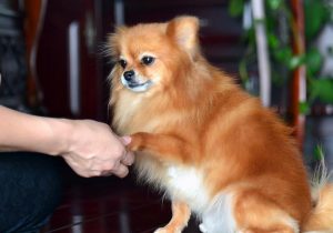 博美犬的起源(博美犬的历史和起源)-警犬训练器材厂家 _警犬训练用品_工作犬训练用品-南京开久警犬装备