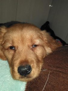 金毛狗鼻子干  金毛狗鼻子干精神不好不吃东西-警犬训练器材厂家 _警犬训练用品_工作犬训练用品-南京开久警犬装备