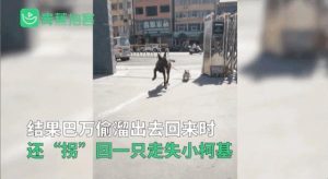 警犬巴打百度云(警犬巴打国语20集百度云)-警犬训练器材厂家 _警犬训练用品_工作犬训练用品-南京开久警犬装备