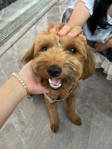 捡到一只狗狗怎么处理?捡到一只狗狗什么预兆-警犬训练器材厂家 _警犬训练用品_工作犬训练用品-南京开久警犬装备