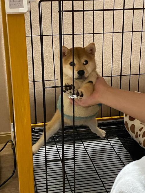 柴犬三个月多少斤正常(柴犬多少斤算正常) - 警犬训练器材厂家 _警犬训练用品_工作犬训练用品-南京开久警犬装备-警犬训练器材厂家 _警犬训练用品_工作犬训练用品-南京开久警犬装备