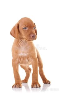 维兹拉犬掉毛吗(维兹拉犬 *** )-警犬训练器材厂家 _警犬训练用品_工作犬训练用品-南京开久警犬装备