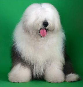 古牧犬价格是多少钱(古牧犬一个月多少钱)-警犬训练器材厂家 _警犬训练用品_工作犬训练用品-南京开久警犬装备