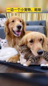 捡了条小狗狗给她直接吸我的奶萌宠-警犬训练器材厂家 _警犬训练用品_工作犬训练用品-南京开久警犬装备